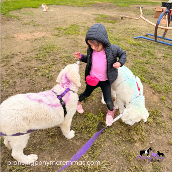 344140713 Carina: Gentle Young Maremma for a Flat-Terrain Farm