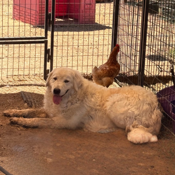 1180762424 Gianna: Retired Maremma Female for a Quiet Chicken Farm