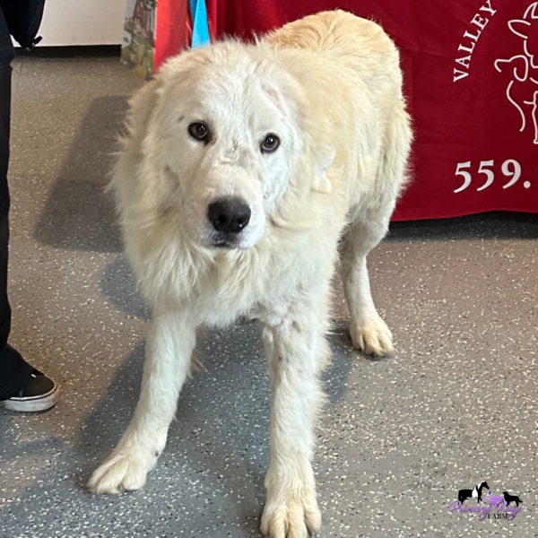2456536728 Pegaso: Gentle Italian Maremma for a Horse Property