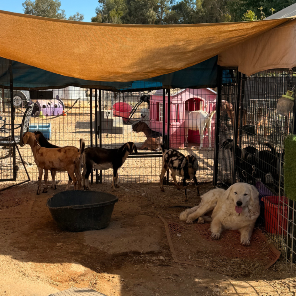 1611204514 Gianna: Retired Maremma Female for a Quiet Chicken Farm