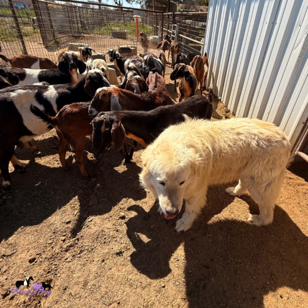 3088925267 Pegaso: Gentle Italian Maremma for a Horse Property