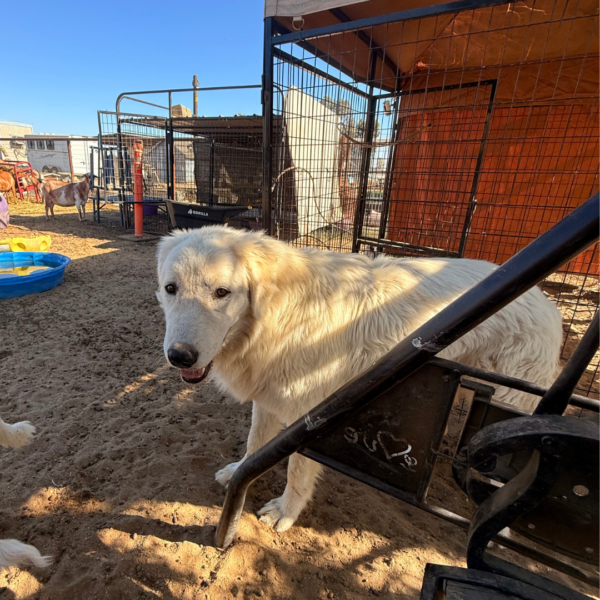 4104918886 Jack: Gentle Young Male Maremma for Goats and Horses