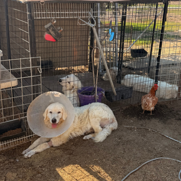 1493160755 Gianna: Retired Maremma Female for a Quiet Chicken Farm