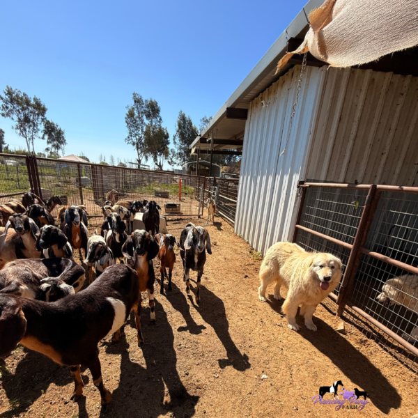 1050604936 Pegaso: Gentle Italian Maremma for a Horse Property