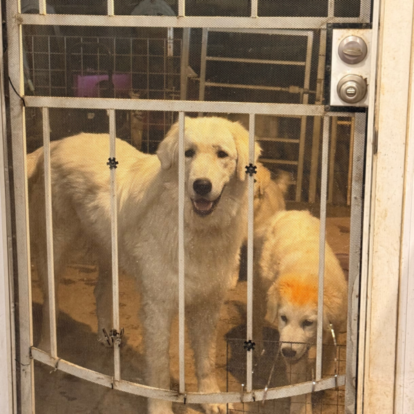 3903779049 Jack: Gentle Young Male Maremma for Goats and Horses