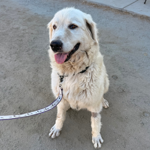 782182883 Gianna: Retired Maremma Female for a Quiet Chicken Farm