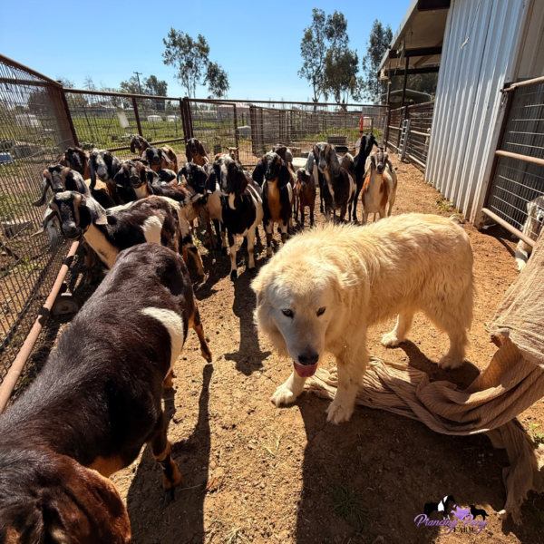 1446334966 Pegaso: Gentle Italian Maremma for a Horse Property