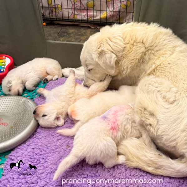 3978106442 Carina: Gentle Young Maremma for a Flat-Terrain Farm