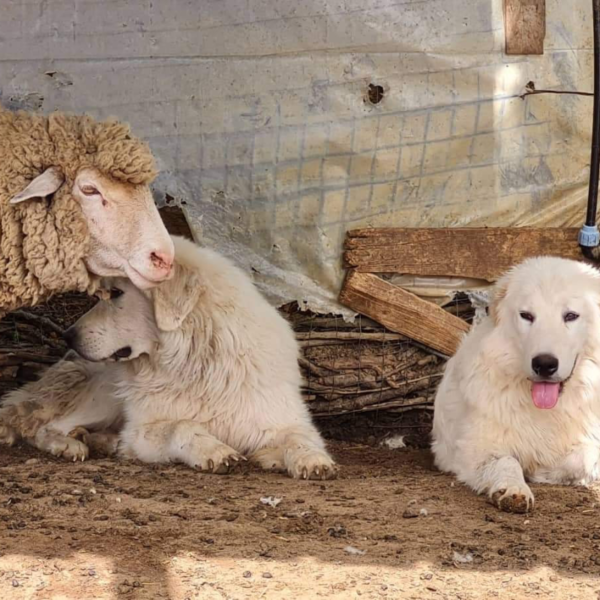 2517374621 Pegaso: Gentle Italian Maremma for a Horse Property